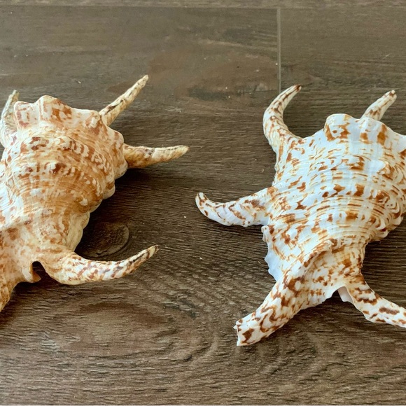 Chiragra Spider Conch Seashell - Picture 8 of 11